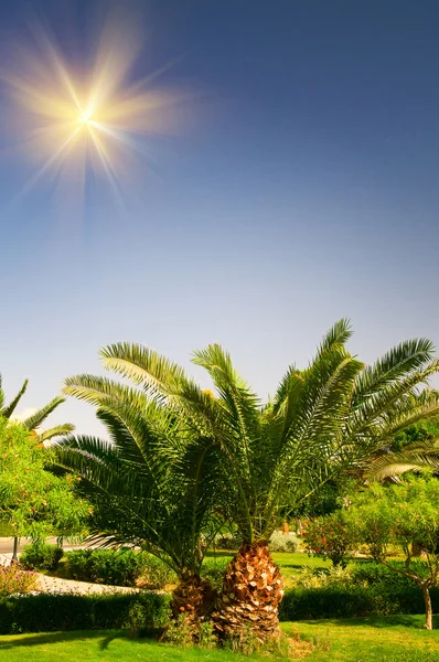 有趣的太阳和大绿色棕榈. — 图库照片