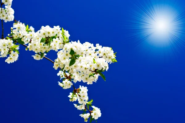 Необычное изображение цветущей сливы . — стоковое фото