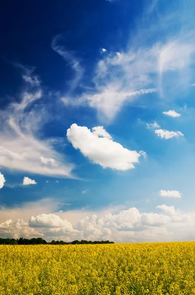 Prachtige veld van koolzaad en sky door lente. — Stockfoto