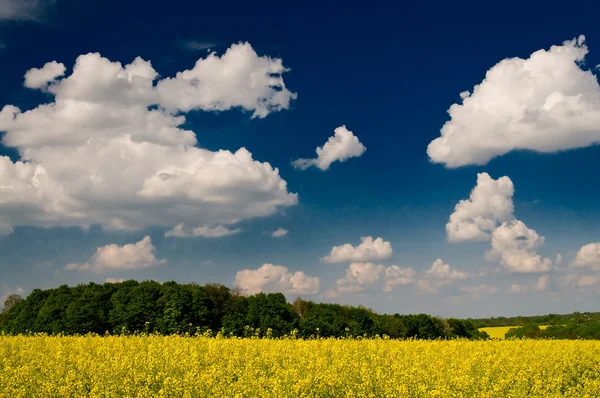 Maravilloso campo de colza dorada y nubes blancas . — Foto de Stock