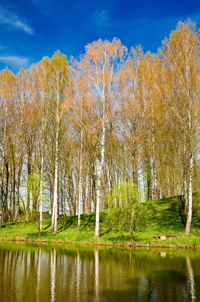 Spring grove next to the nice pond. — Stock Photo, Image