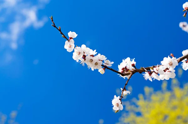 Wonderful apricot tree blossom. — Stock Photo, Image