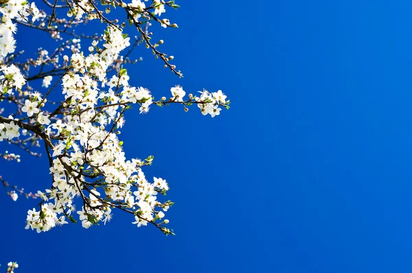 Vackra, färgglada plommonträd blossom. — Stockfoto