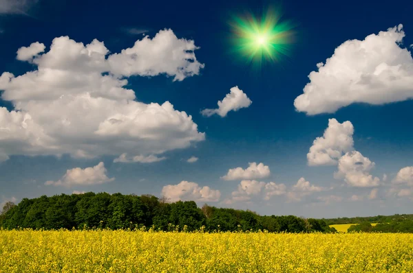 Maravilhoso campo de colza dourado e nuvens brancas . — Fotografia de Stock
