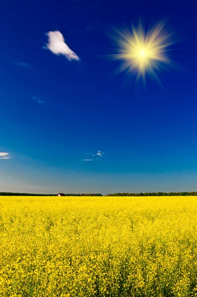 Coucher de soleil incroyable au-dessus du champ de colza doré au printemps . — Photo