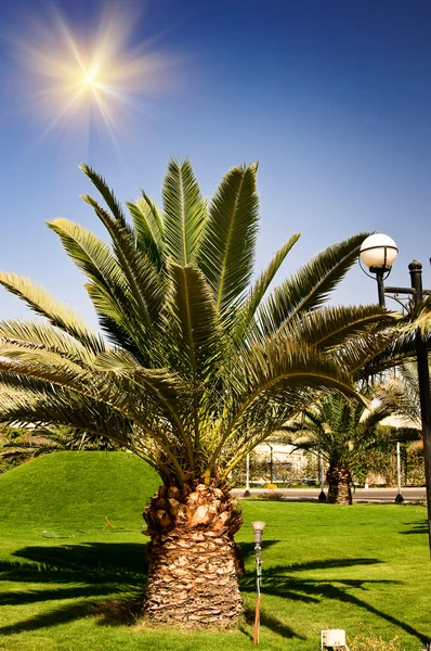 Büyük yeşil palmiye. — Stok fotoğraf