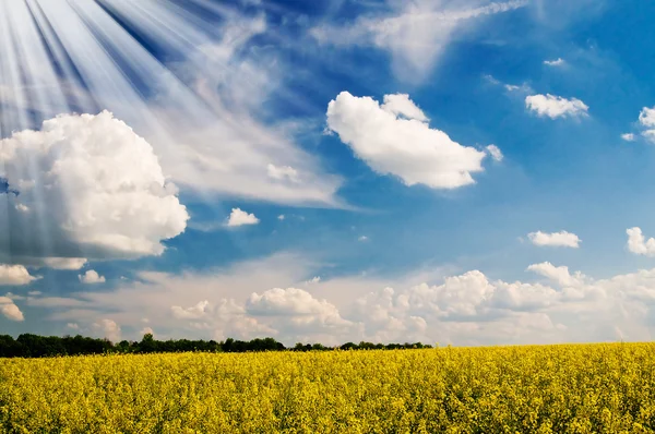 Golden rapeseed field and white clouds. — Stock Photo, Image