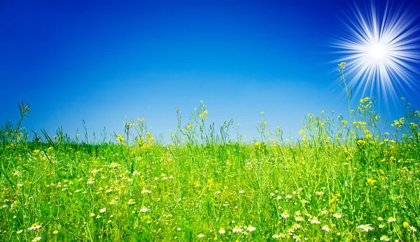 Удивительные ромашки, солнце и голубое небо . — стоковое фото