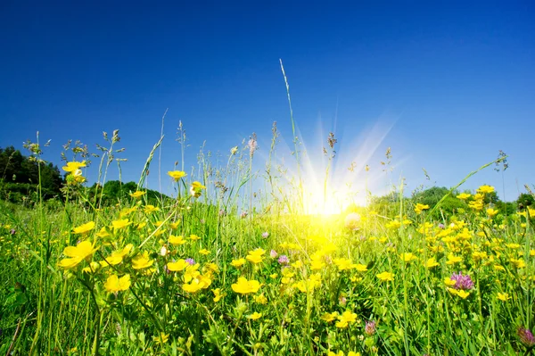 Ładne pole kwiatów przed niebieski niebo i zabawy słońce. — Zdjęcie stockowe