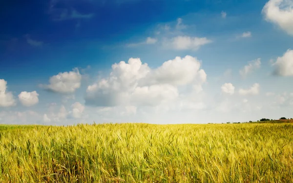Beautiful golden field of ripe wheat by summer. — Stock Photo, Image