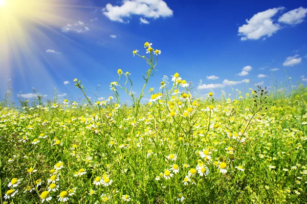 Camomiles fältet mot blå himlen och kul solen. — Stockfoto