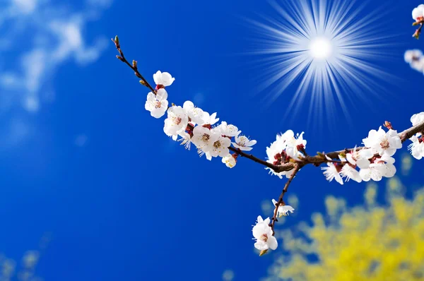 Çiçek açması kayısı dalı ve eğlenceli güneş. — Stok fotoğraf