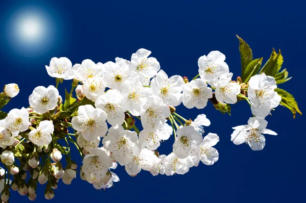 Erstaunliche Strahlen über dem Bild der blühenden Kirsche. — Stockfoto