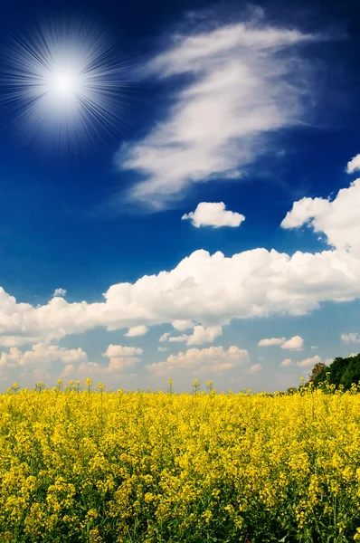 Excellent golden rapeseed field and white clouds. — Stock Photo, Image