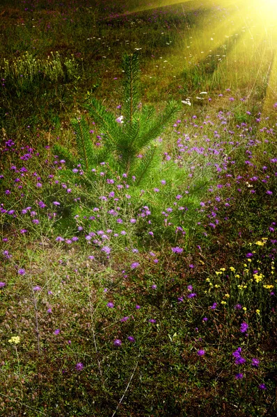Cudowny trawnik kwiaty i małe Drzewo sosny. — Zdjęcie stockowe