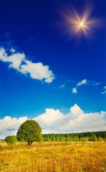 Панорама поля к осени . — стоковое фото