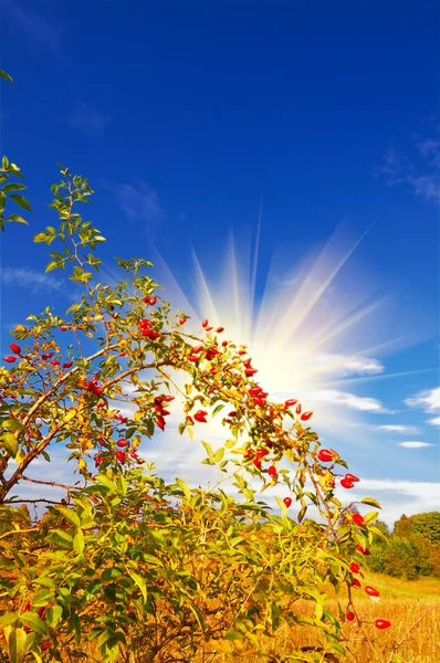 Άγριο τριαντάφυλλο και διασκεδαστικό ήλιο από το φθινόπωρο. — Φωτογραφία Αρχείου