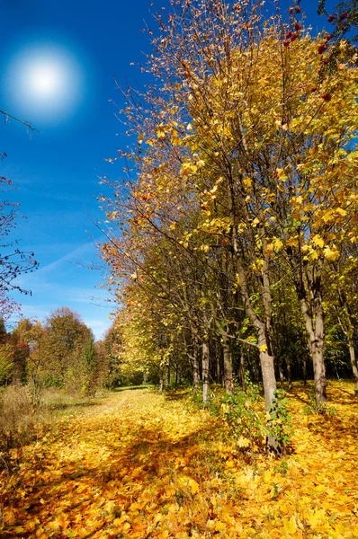 Levande hösten grove. — Stockfoto