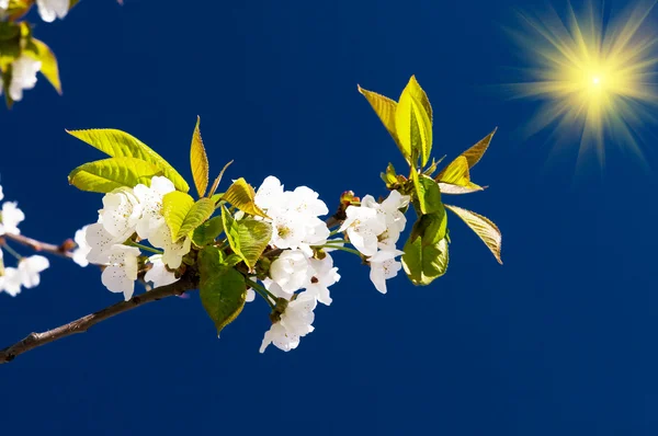 Schöne Kirschbaumblüte und lustige Sonne. — Stockfoto