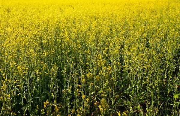 stock image Golden rapeseed field.