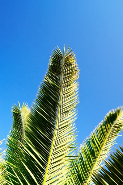 Feuilles vertes de palmier . — Photo