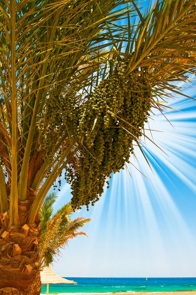 Date palm with green unripe dates and blue ocean. — Stock Photo, Image