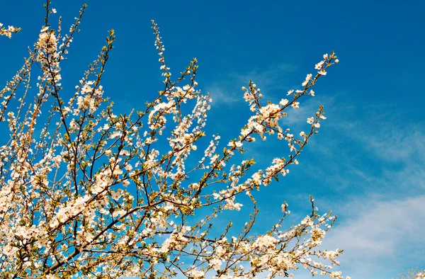 Drzewo śliwkowe kwiaty wiosną. — Zdjęcie stockowe