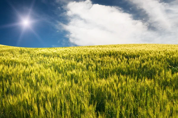 Zelená pšenice v létě. — Stock fotografie