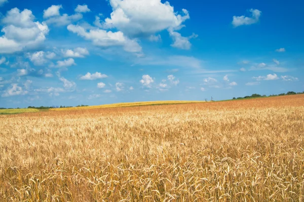 Campo amarelo surpreendente de trigo . — Fotografia de Stock