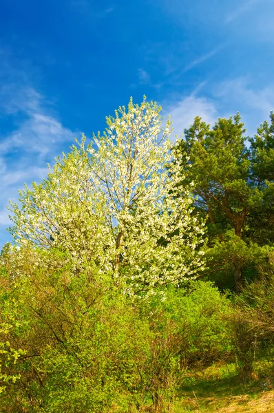 Floresta de primavera na primavera . — Fotografia de Stock