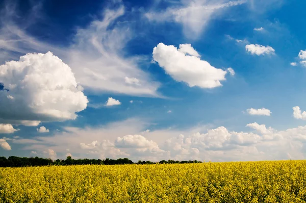Gouden koolzaad veld en witte wolken. — Stockfoto