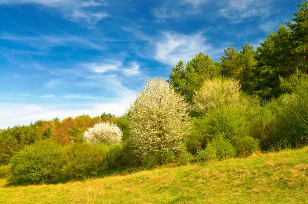 Asombroso cielo azul y flor de árboles . — Foto de Stock