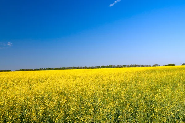 Wonderful golden rapeseed field. — Stock Photo, Image