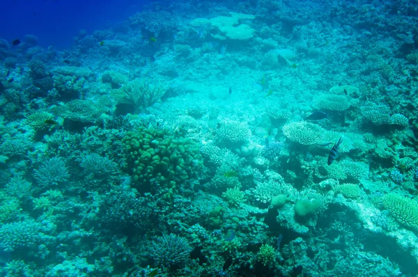 Astonishing undersea world of Red Sea. — Stock Photo, Image
