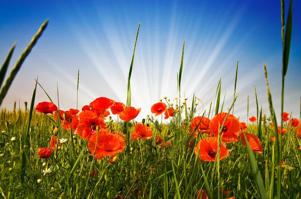 Wonderful poppies and fun sunbeams. — Stock Photo, Image