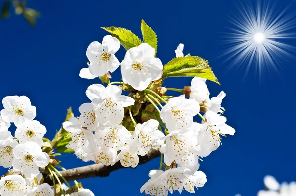 Blooming of cherry tree. — Stock Photo, Image