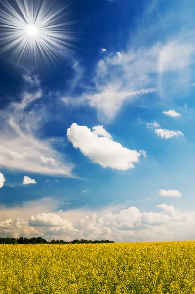 Beautiful image of rape with sky by spring. — Stock Photo, Image