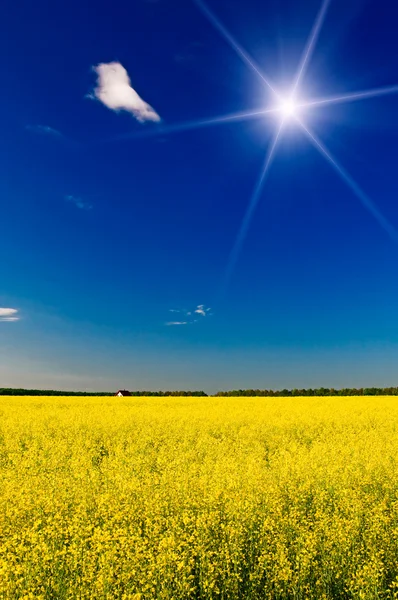 Small house among golden rapeseed field and fun sun. — Stock Photo, Image