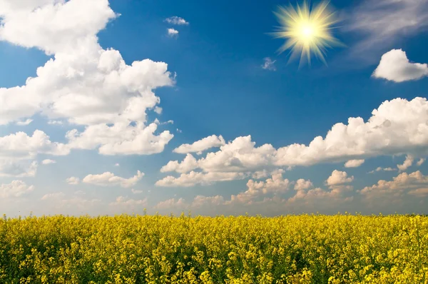 Golden rapeseed field. — Stock Photo, Image