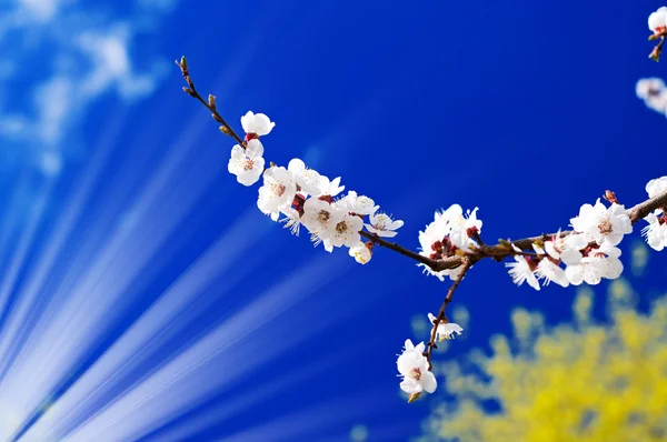 Спокойная сцена цветет абрикосовое дерево к весне . — стоковое фото