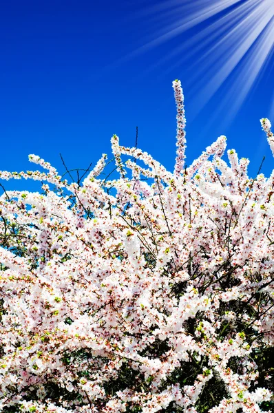 Schöne, farbenfrohe Buschblüte. — Stockfoto