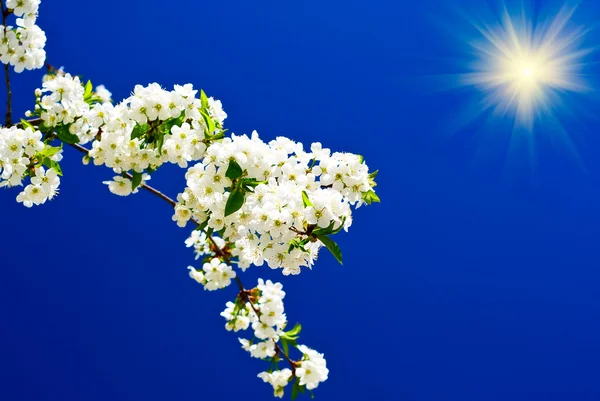Plum branch blossom and sun on the background of sky. — Stock Photo, Image