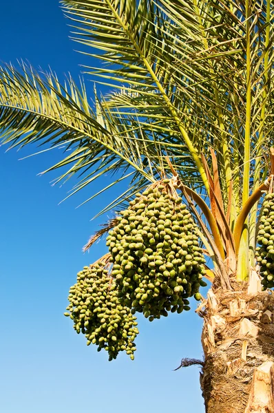 Финиковая пальма с незрелыми финиковыми пальмами. — стоковое фото