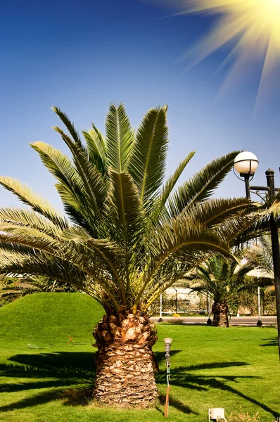 Eğlenceli güneş ve büyük yeşil palmiye. — Stok fotoğraf