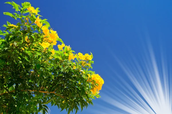 Begonvil bush blossom ve arka planda gökyüzünün güneş. — Stok fotoğraf