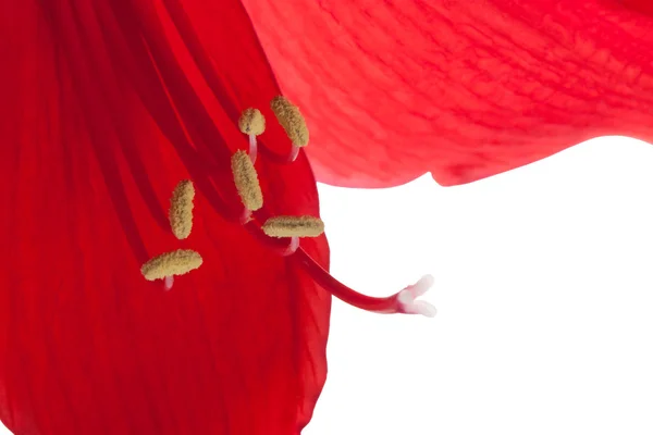 Belle fleur rouge, macro — Photo