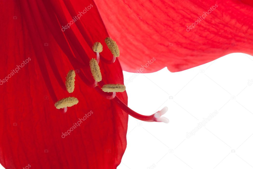 Beautiful red flower, macro