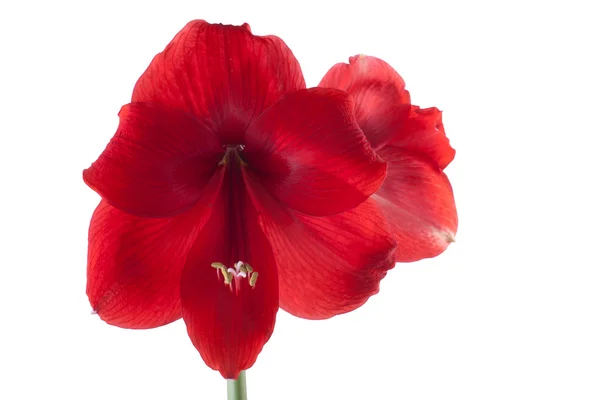 ดอกไม้สีแดงสวยงาม — ภาพถ่ายสต็อก