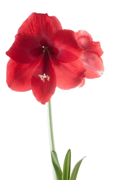 सुंदर लाल फूल — स्टॉक फोटो, इमेज