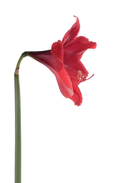 Krásný červený květ — Stock fotografie